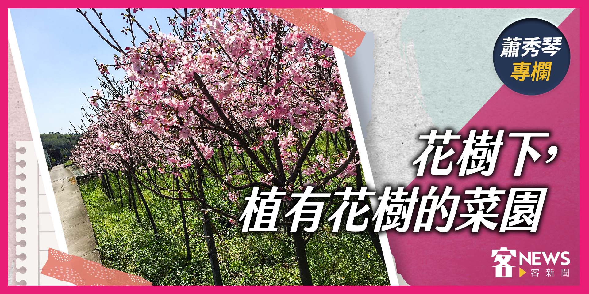 蕭秀琴專欄／冬盡春來，鋤一畝花樹下的菜園