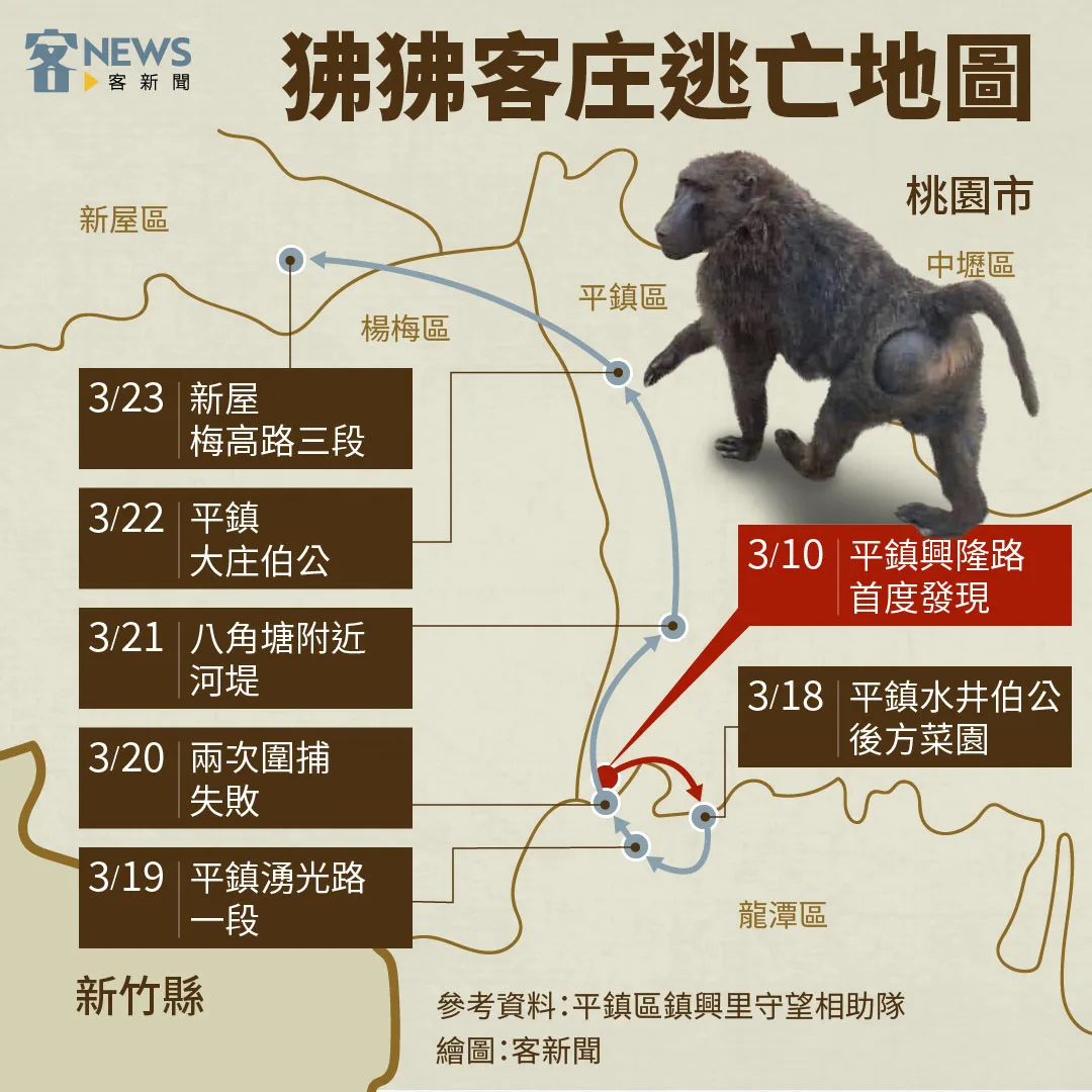 脫逃長面猴於平鎮、新屋出沒　目擊民眾：還以為是台灣山猴仔
