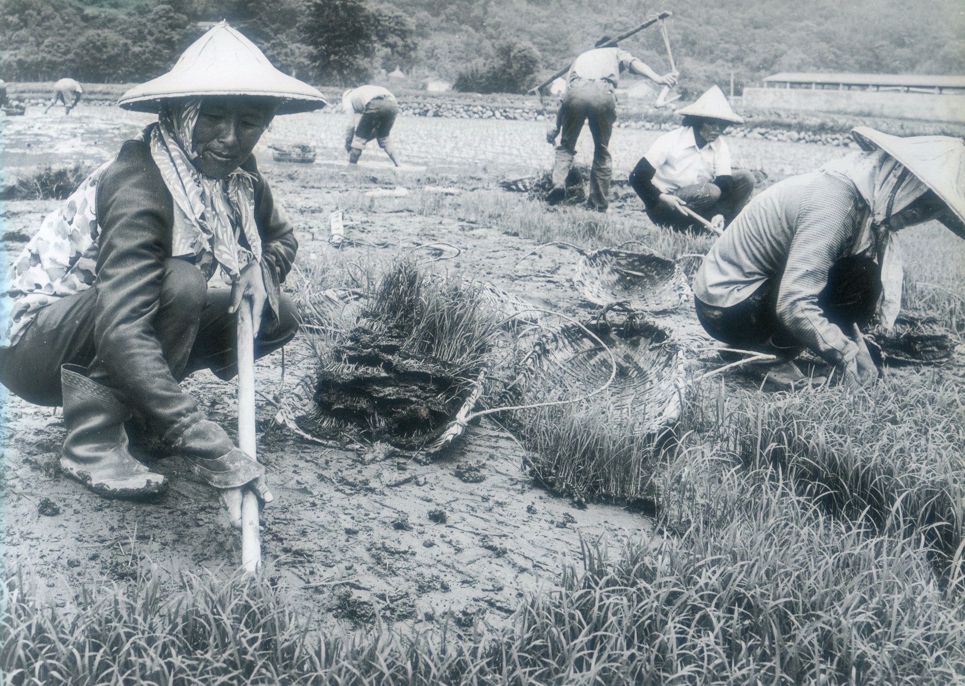 已故「硬頸攝影群」攝影家邱德雲「女鏟秧，男蒔田」作品，1965年攝於苗栗西山。邱德雲攝