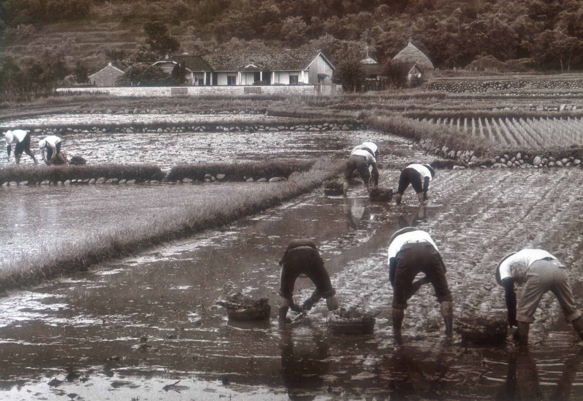 插秧機已取代人工插秧，圖為1978年公館山下農友彎腰蒔田的景象。羅漢章攝