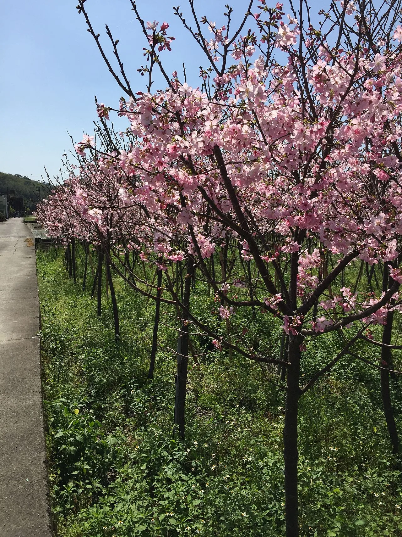 櫻花林抑或桃花林。作者提供