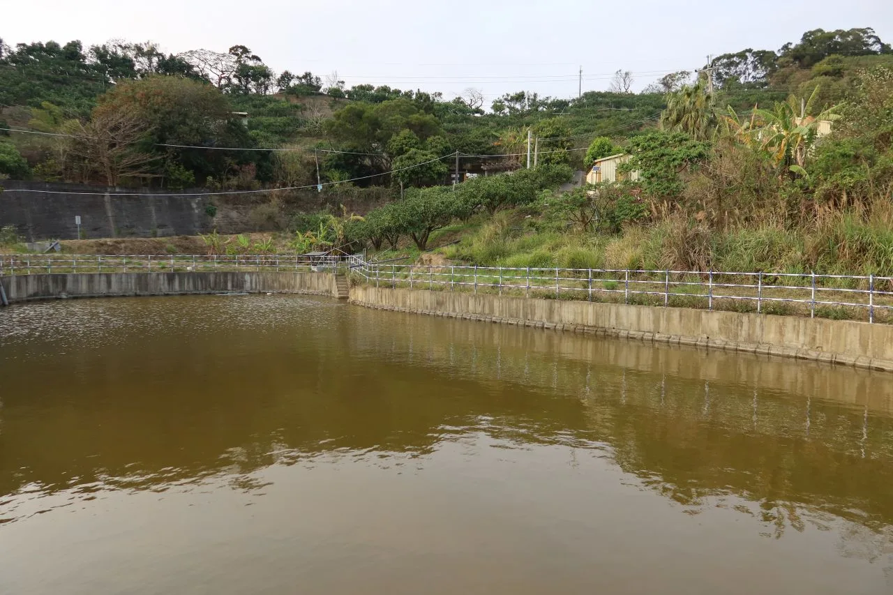 西湖鄉湖東村這口山塘是灌溉大片柚子園的活水。何來美攝