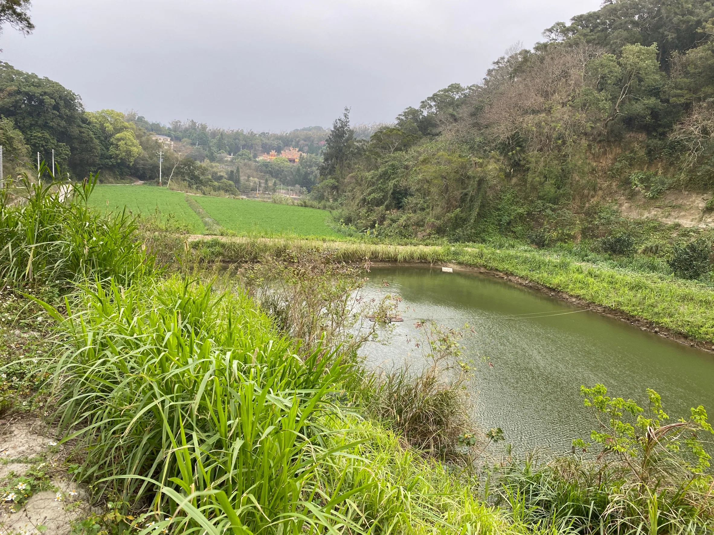 客家山村很多山田靠山塘貯水灌溉，圖為西湖鄉龍洞村打鐵坑的山塘，貯水豐沛，可灌溉塘下農田作物。何來美攝