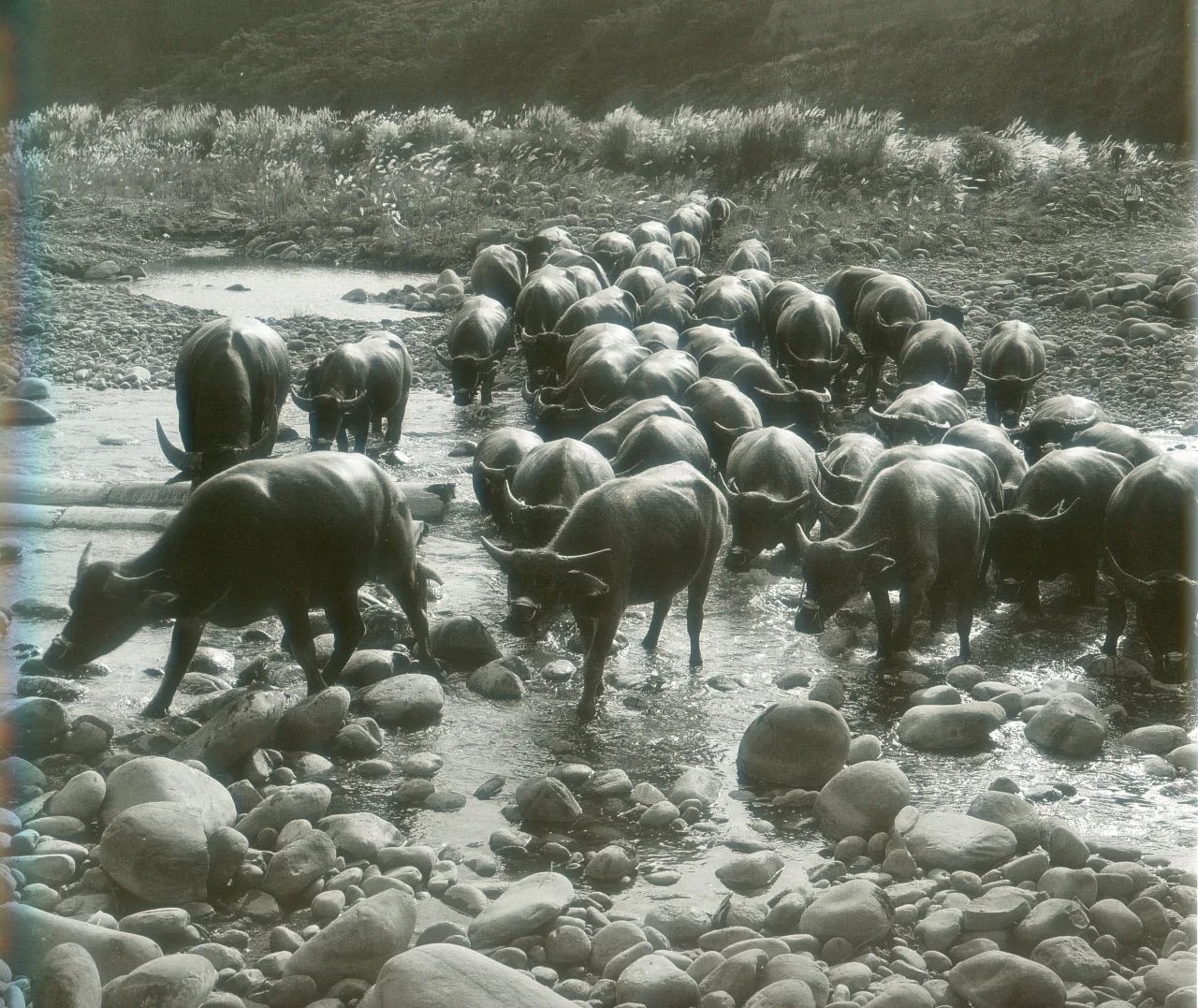 謝其煚作品「趕牛過河」,1974年攝於苗栗後龍溪。謝其煚提供