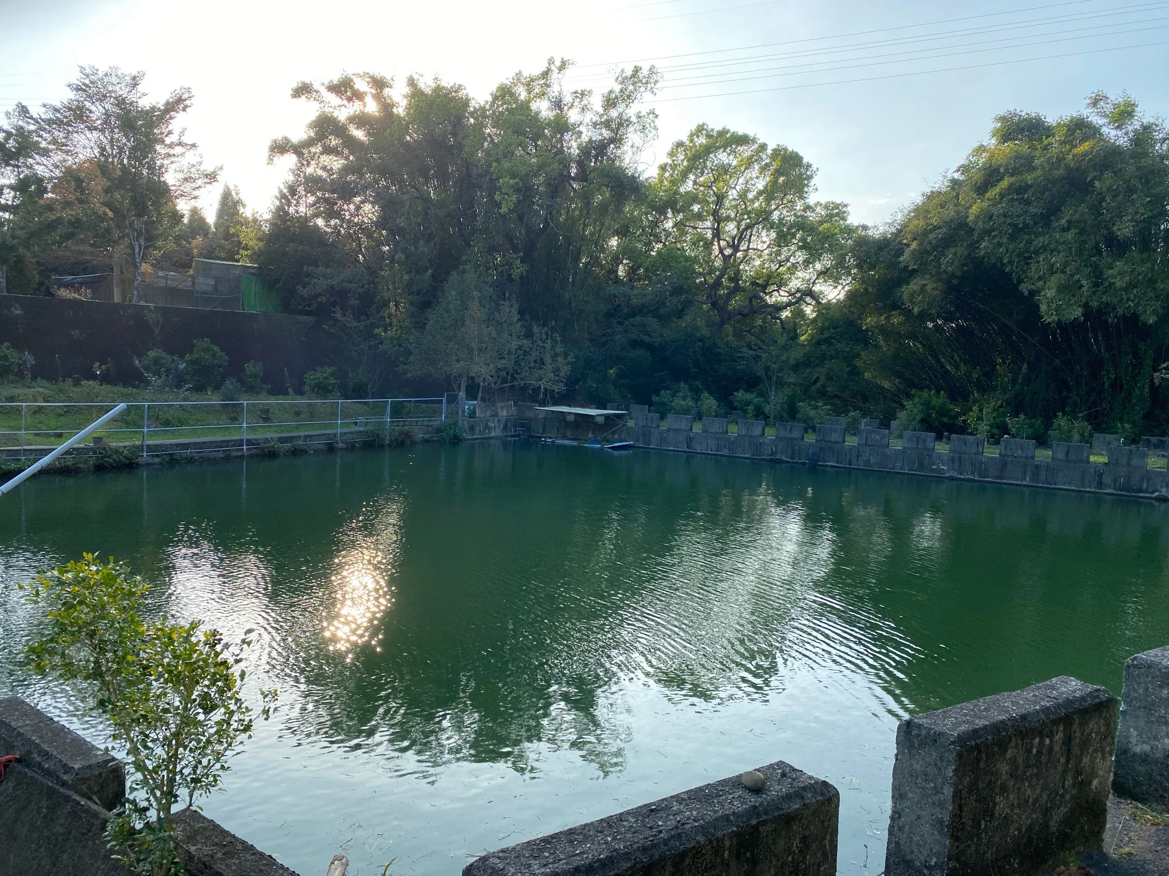 頭屋鄉曲洞村這口山塘管理得很好，塘水長年碧綠，肥魚滿塘，環境優美。何來美攝