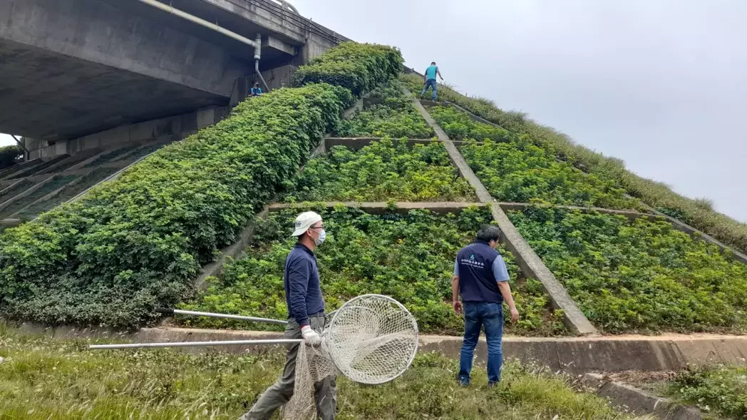 今上午10時許,接獲民眾通報發現狒狒出現在新屋中山東路附近及台66新屋交流道橋下附近,動保處緊急前往搜索,仍未發現。桃園市農業局提供