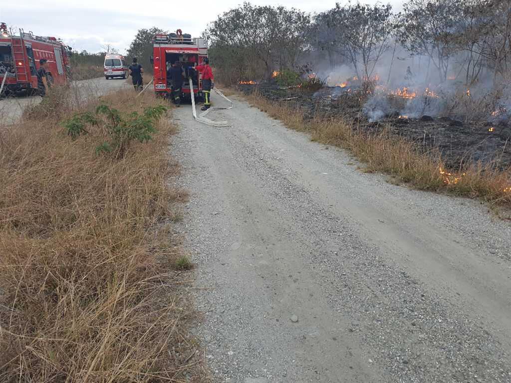 台東知本溼地大火凌晨撲滅　保育團體憂生態浩劫
