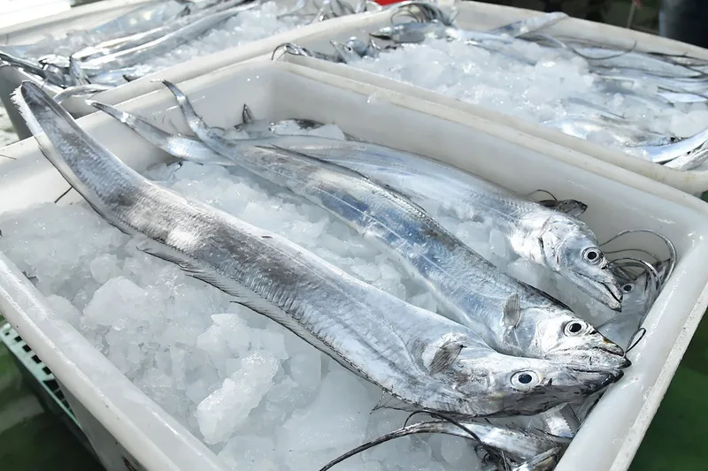 中國2022年間暫停輸入台灣冰鮮白帶魚(圖)、冷凍竹筴魚,中國國台辦宣布15日起恢復輸入,農委會也證實已接獲相關文件。(漁業署提供)