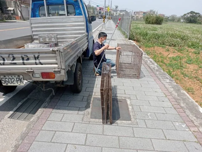 捉捕人員已準備好籠子,全力搜尋狒狒蹤跡。桃園市農業局提供