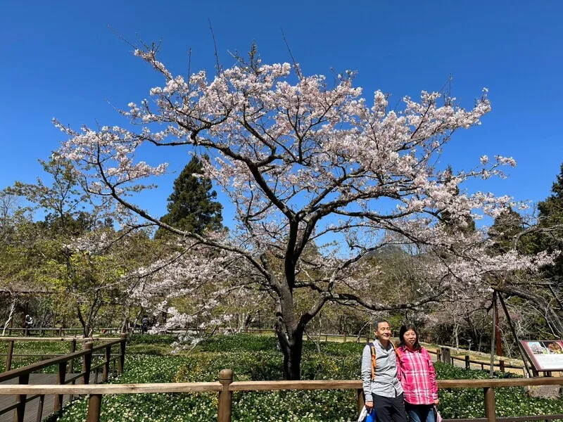 阿里山櫻王將盛開　週末迎1.2萬遊客入園賞花