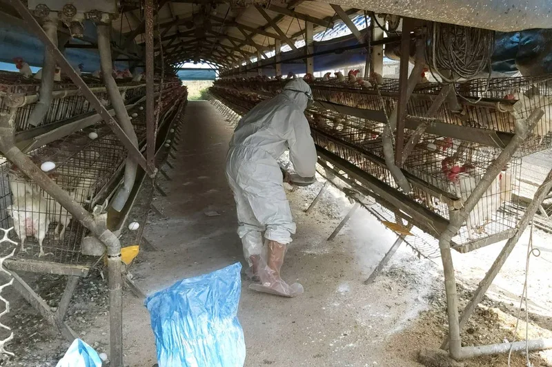 卵雞場嚴防禽流感　台南逐場分送消毒物資