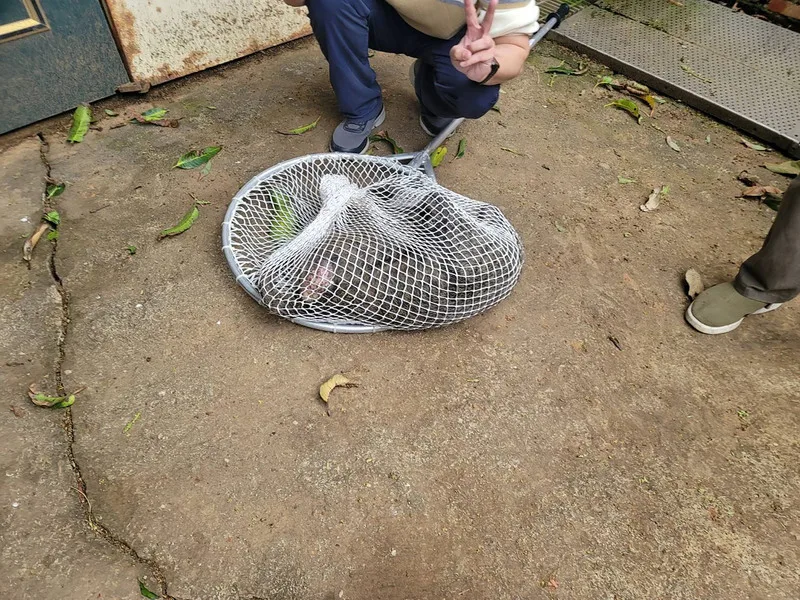 桃園市農業局今捕獲逃竄的狒狒，但狒狒已遭槍傷。（民眾提供）中央社