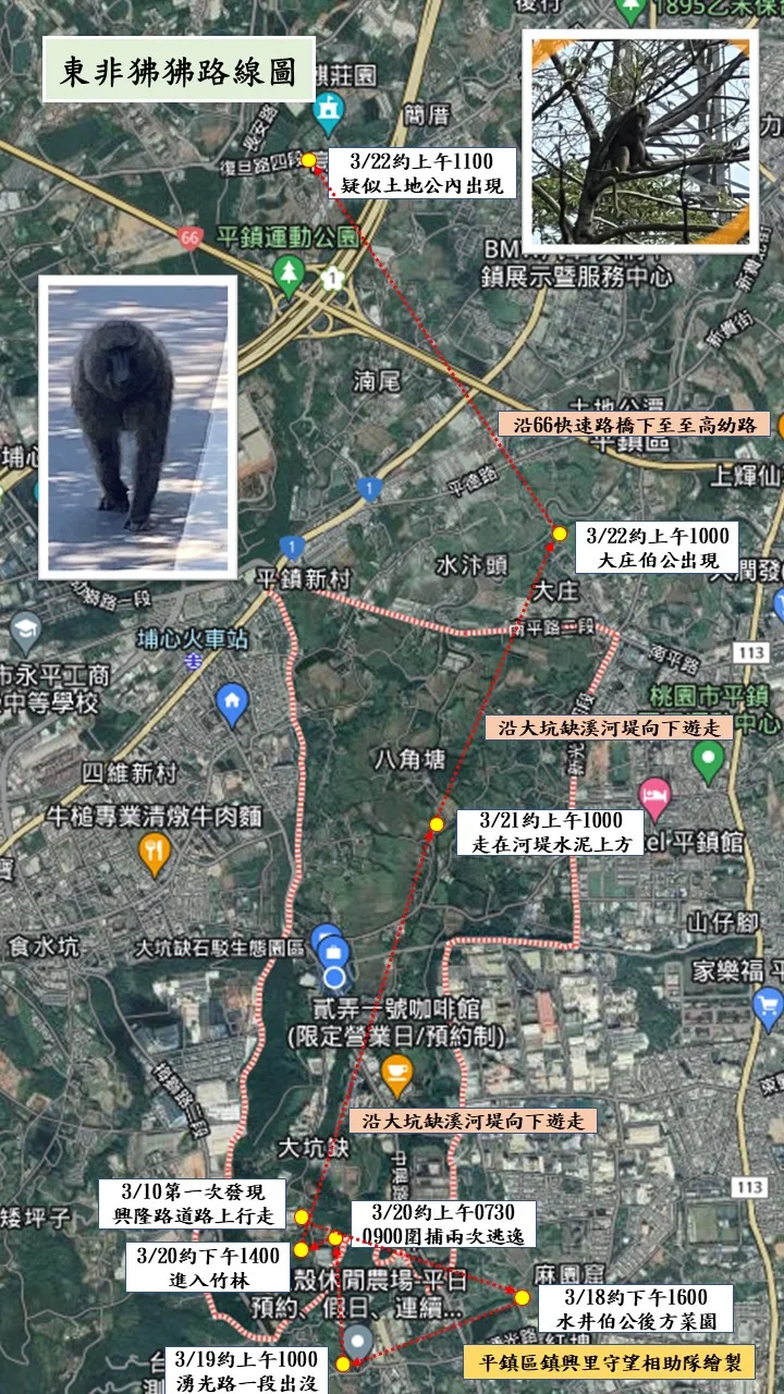 平鎮區鎮興里守望相助隊繪製東非狒狒脫逃路線地圖。翻攝黃志杰臉書