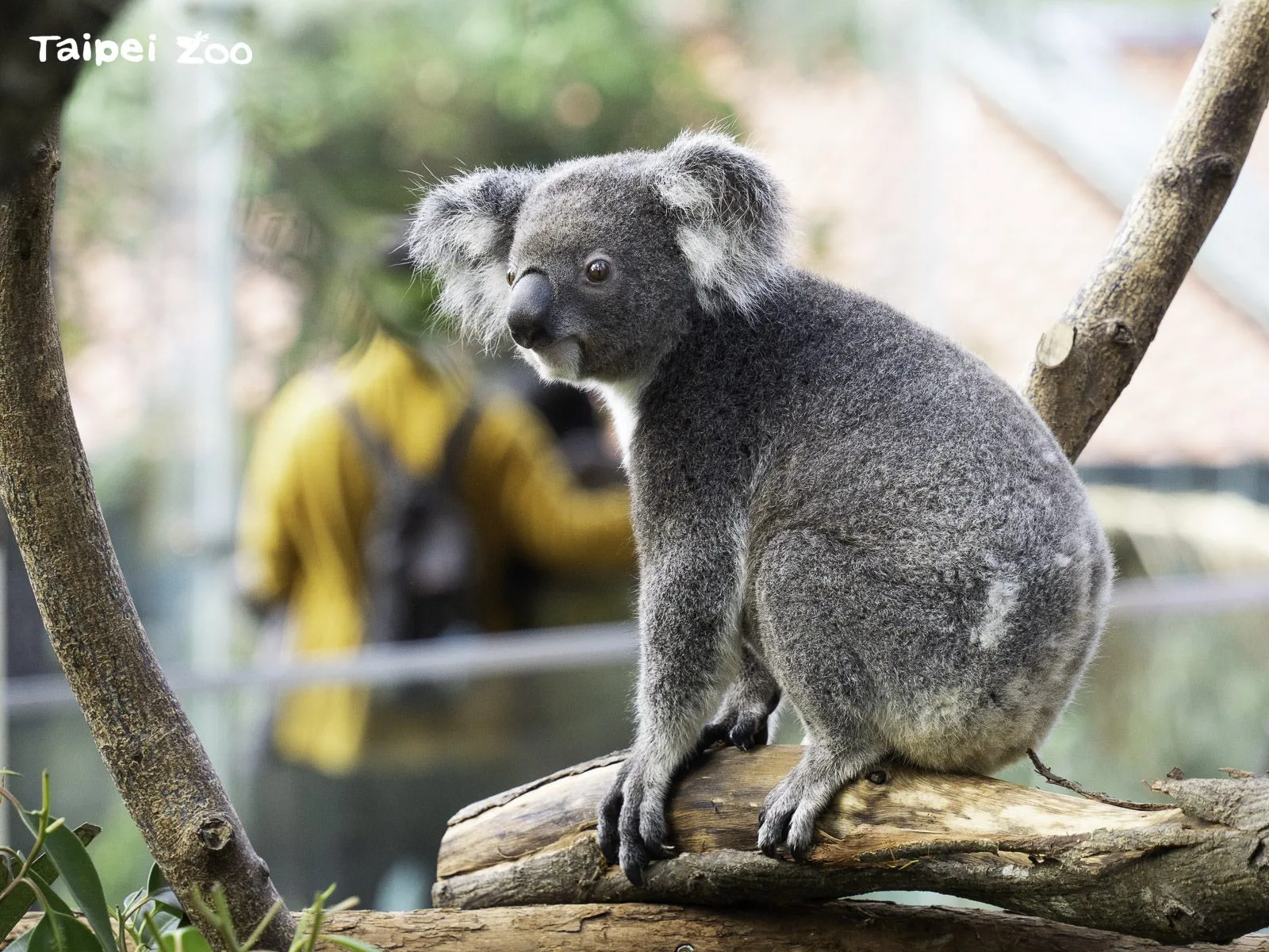 北市動物園啟用戶外無尾熊活動場　觀察零死角