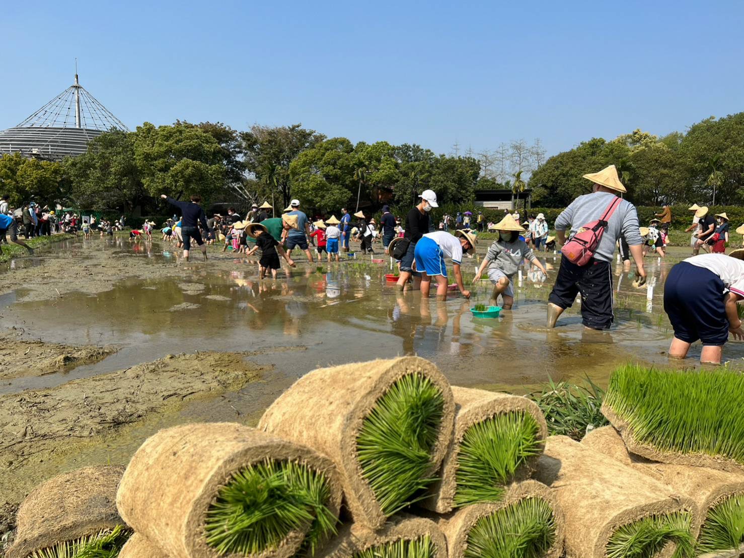 六堆客家文化園區舉辦「食農教育-春耕好蒔田」活動,吸引各地家長帶著小孩一起下田體驗農事美好。客發中心提供
