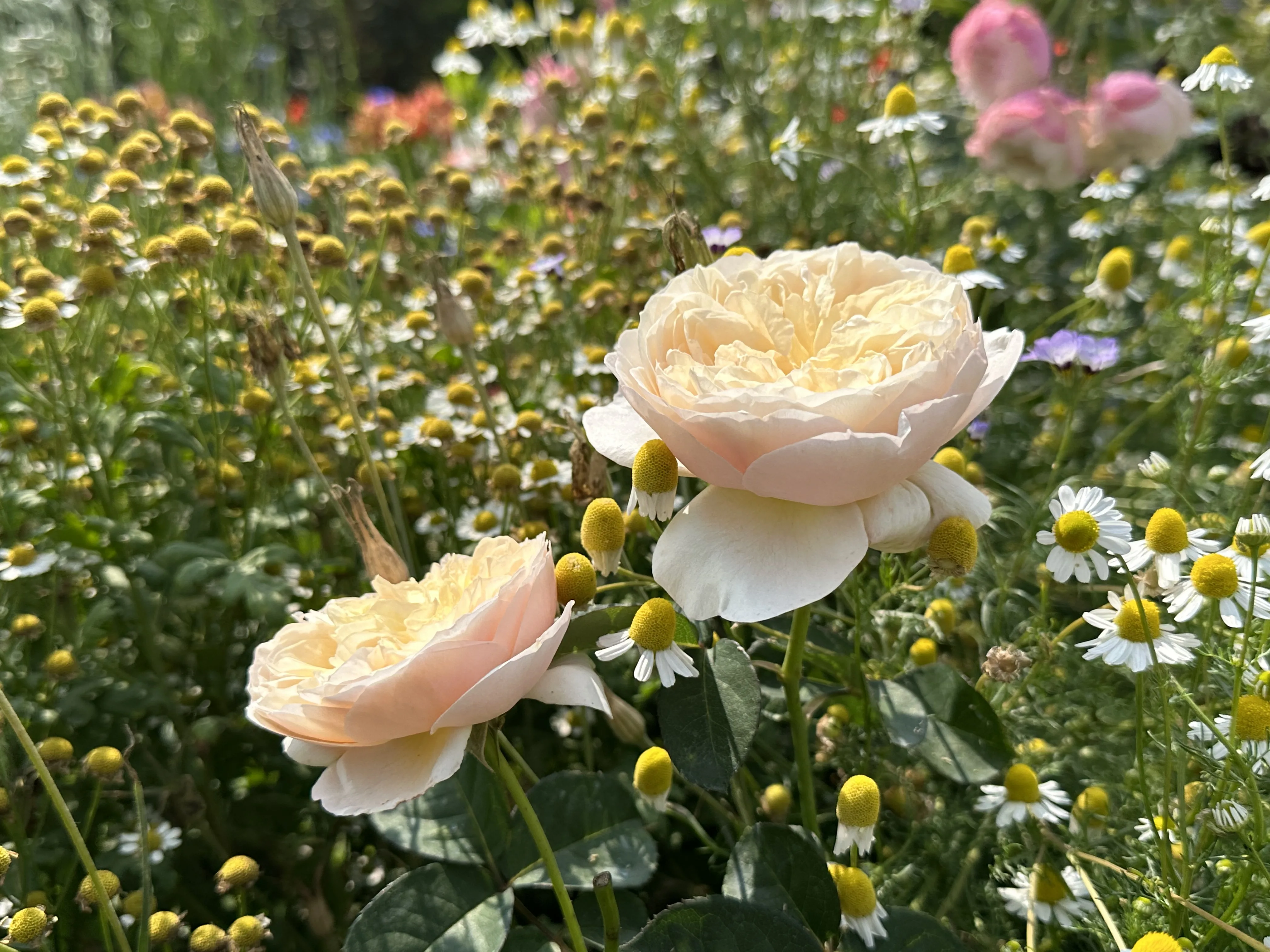 洋甘菊和玫瑰都是受歡迎的花茶。