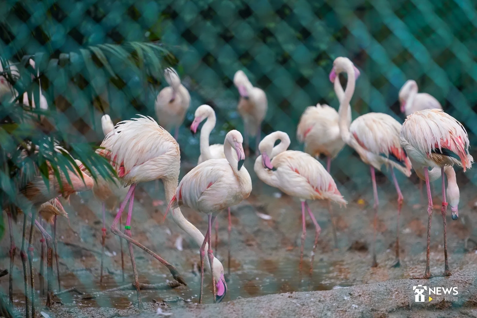動物園防脫逃擬修野保法　設備不符標準最高罰30萬