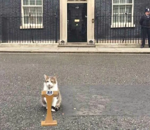 英國「第一貓」賴利原本也是一隻流浪貓。翻攝自Larry the Cat官方《推特》