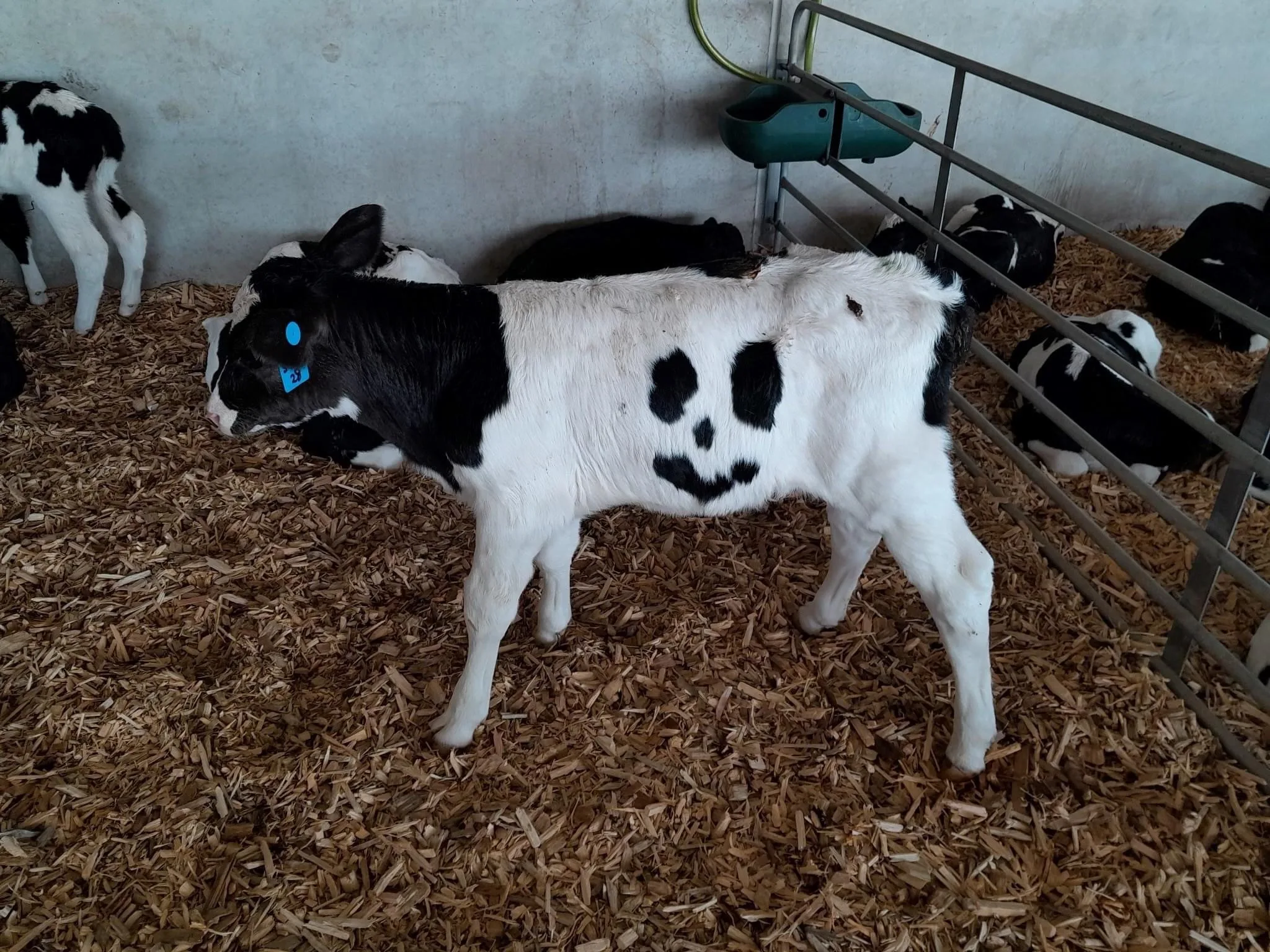柯斯特原本打算把Happy當作寵物牛來飼養。翻攝自West Gippsland Hospital Supporters《臉書》官方粉專