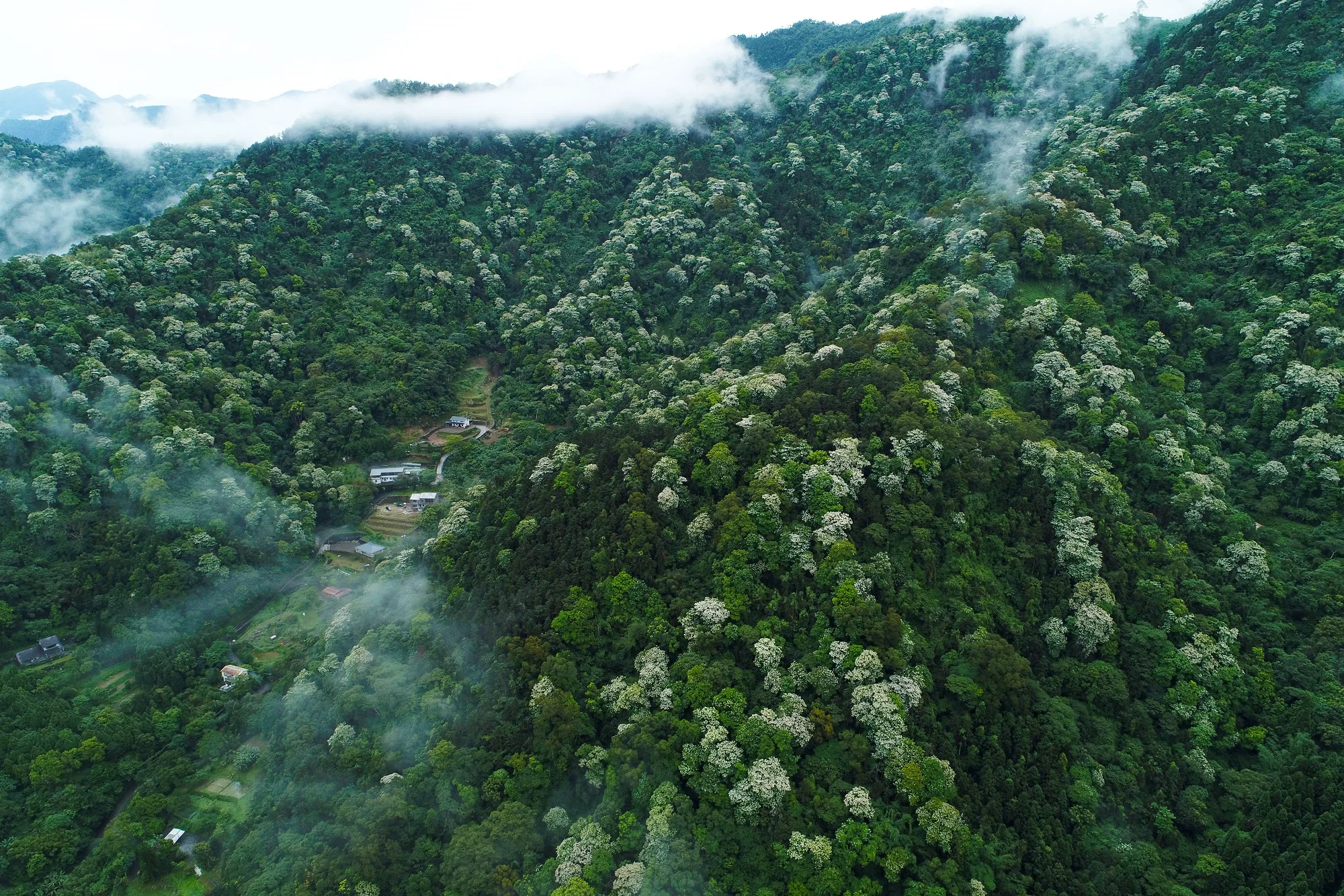 新竹橫山大山北桐花空拍。《客新聞》資料照