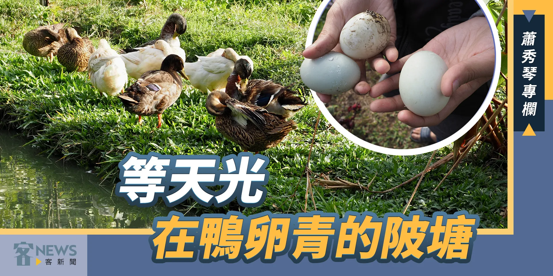 蕭秀琴專欄／等天光，在鴨卵青的陂塘