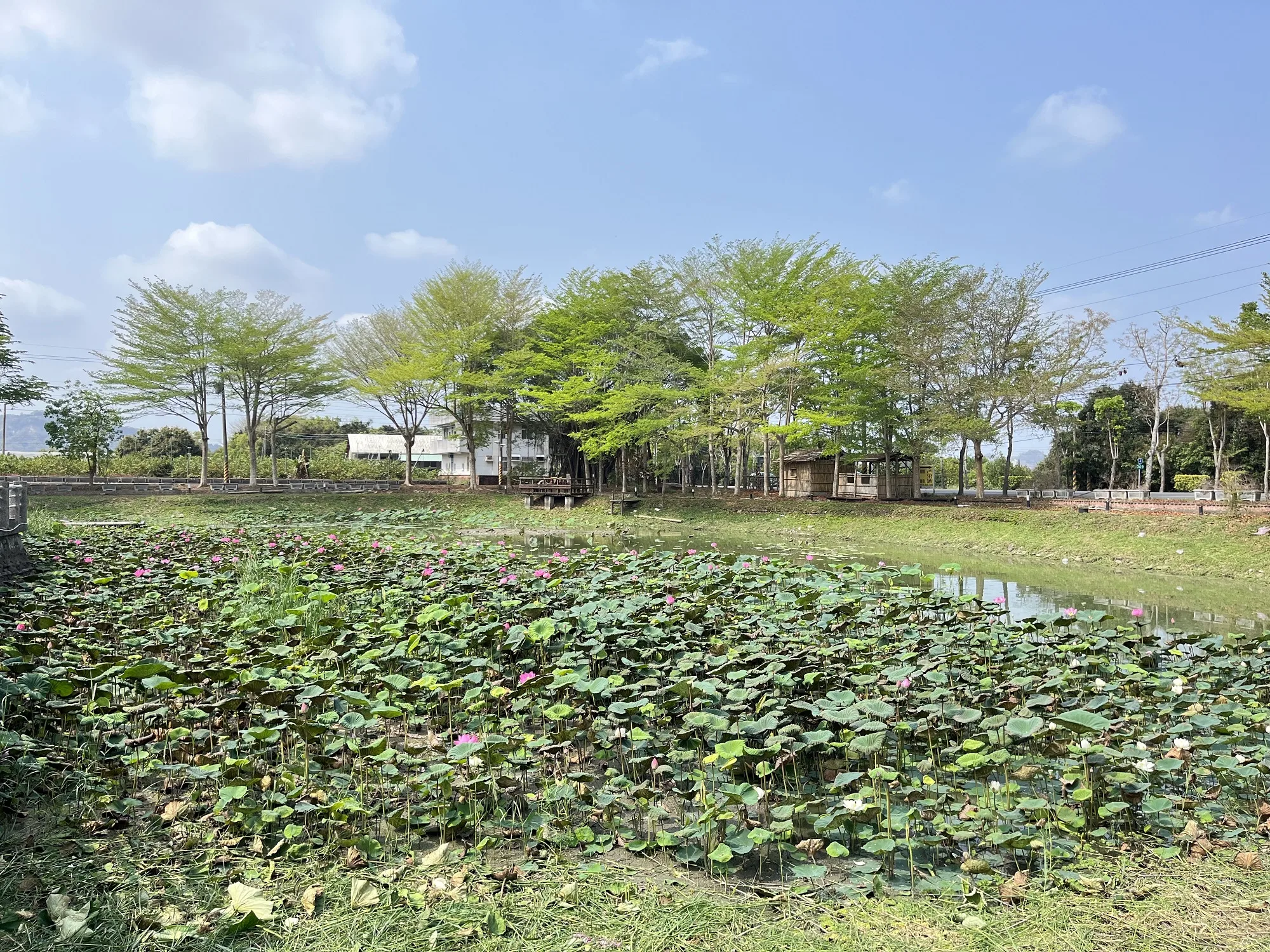 鹿陶洋江家古厝前方的半月池種植許多美麗的蓮花。蘇佑昇攝