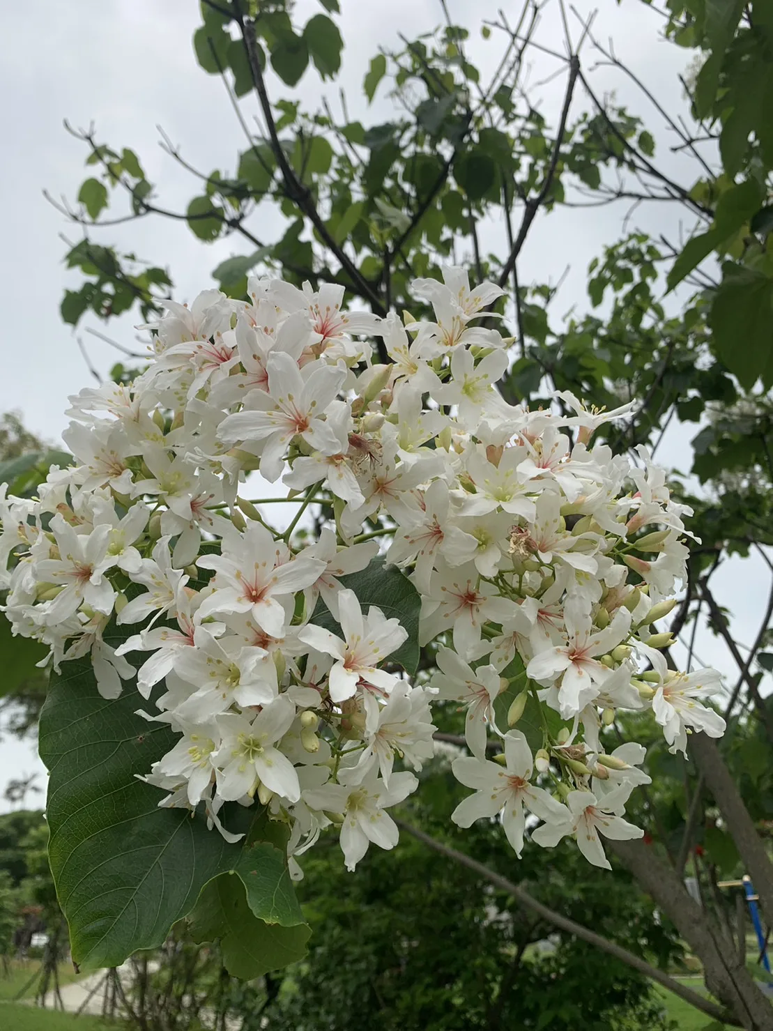 伯公岡公園也種有不少油桐花。作者提供