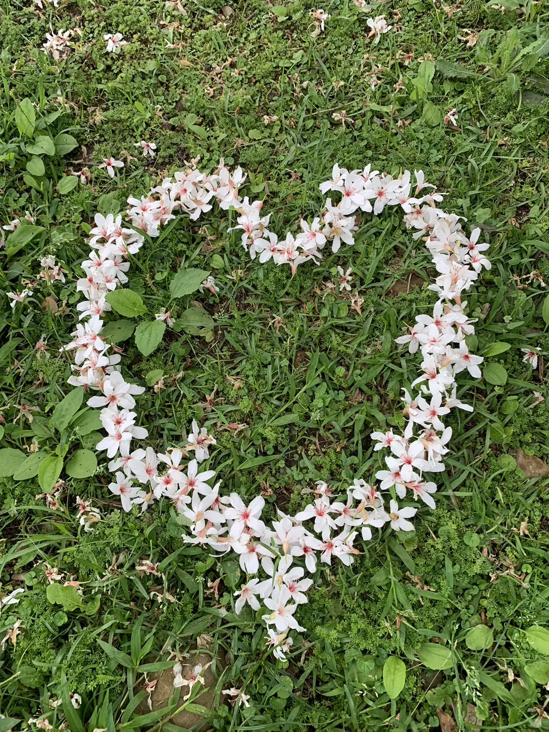 伯公岡公園種有不少油桐花。作者提供