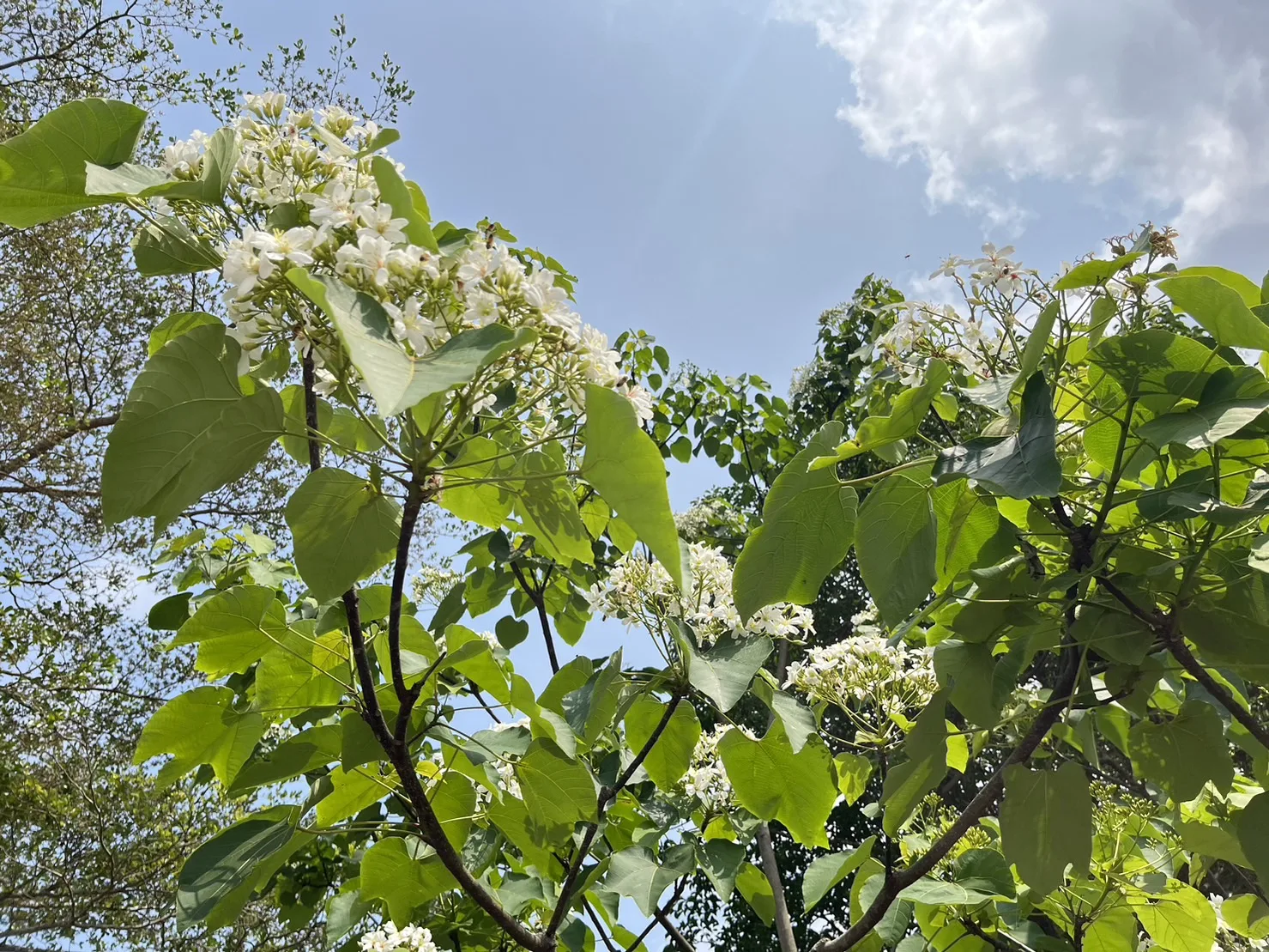 台南楠西區桐花陸續盛開當中，楠西除了有白色桐花、粉色花旗木、綠色青梅，還有螢火蟲可以看，是熱門的旅遊景點。蘇佑昇攝
