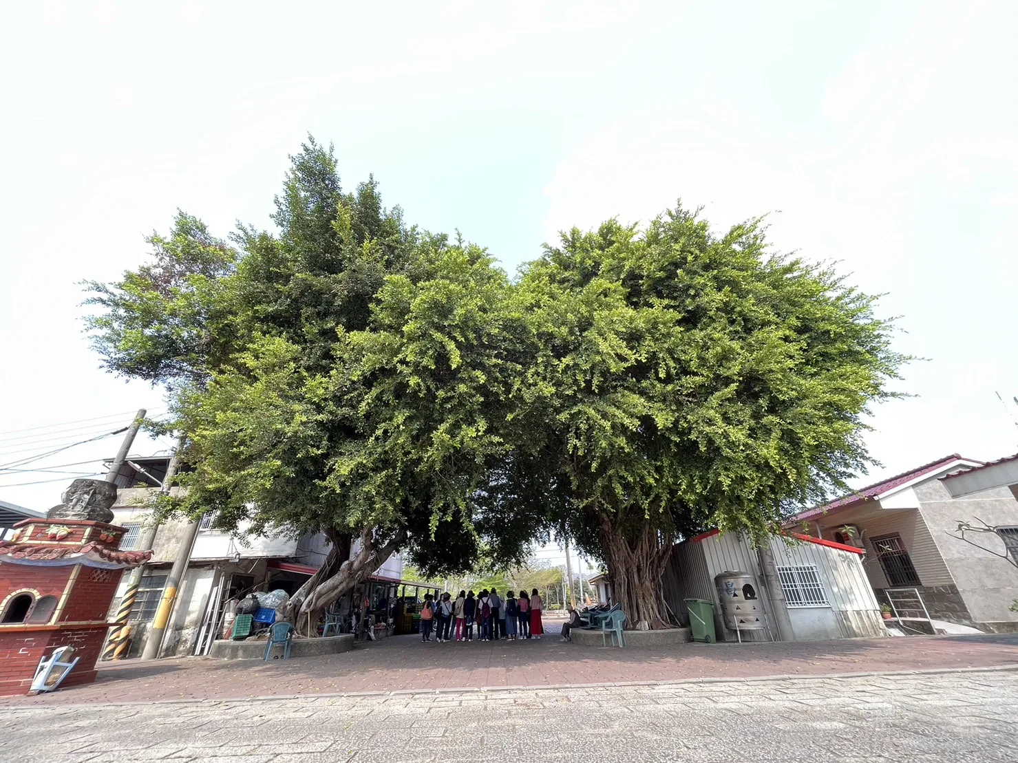 參加2023台南桐花祭的民眾,在參觀鹿陶洋江家聚落時,於江家廣場前的參天大樹下聽楠西國小退休教師江明和解說江家聚落的歷史。蘇佑昇攝