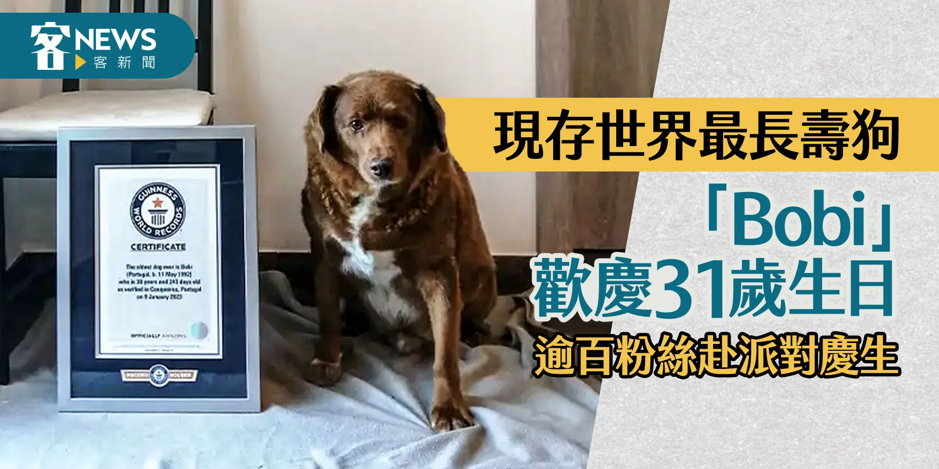 現存世界最長壽狗「Bobi」歡慶31歲生日　逾百粉絲赴派對慶生