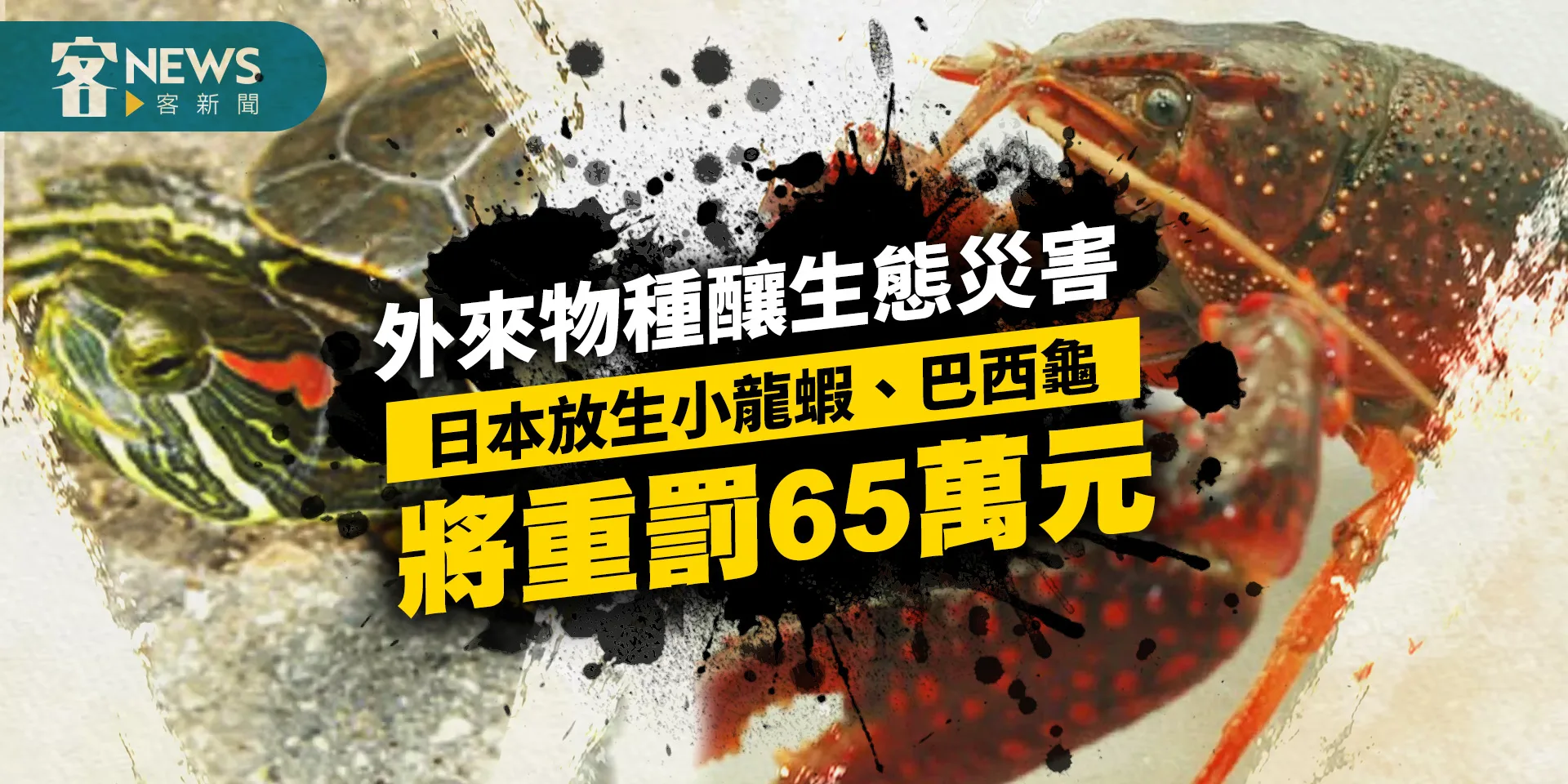 外來物種釀生態災害　日本放生小龍蝦、巴西龜將重罰65萬元