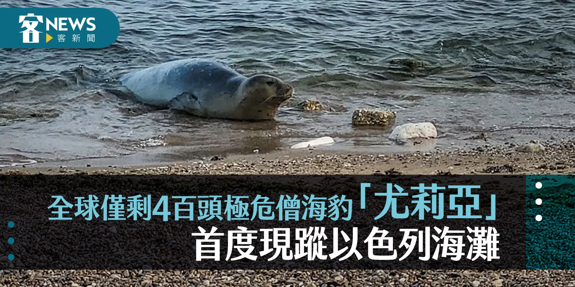 全球僅剩4百頭極危僧海豹「尤莉亞」　首度現蹤以色列海灘
