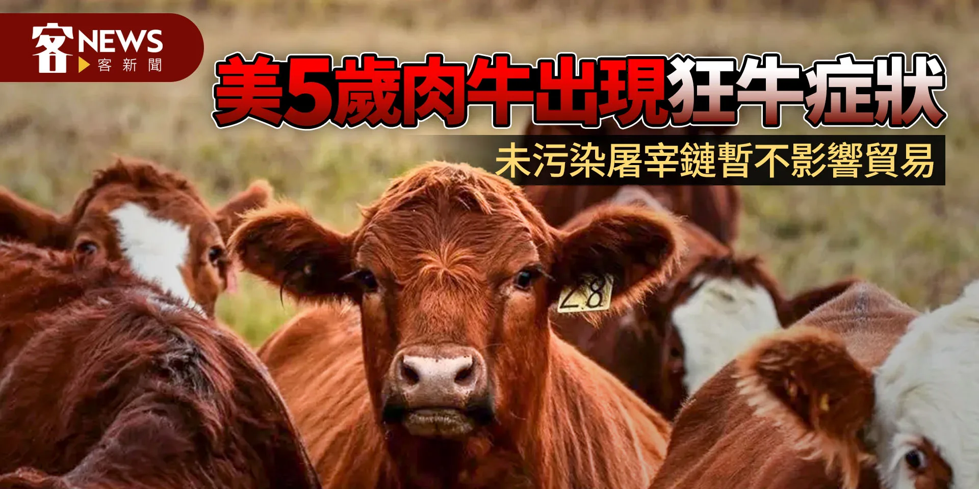 美5歲肉牛出現狂牛症狀　未污染屠宰鏈暫不影響貿易