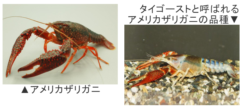 美州小龍蝦。翻攝自日本《環境省》官網