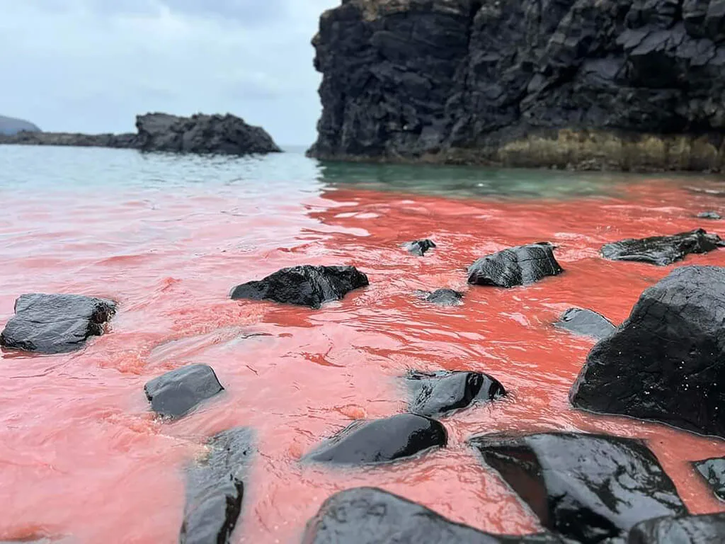 澎湖珊瑚產卵大爆發　七美海域成粉紅海