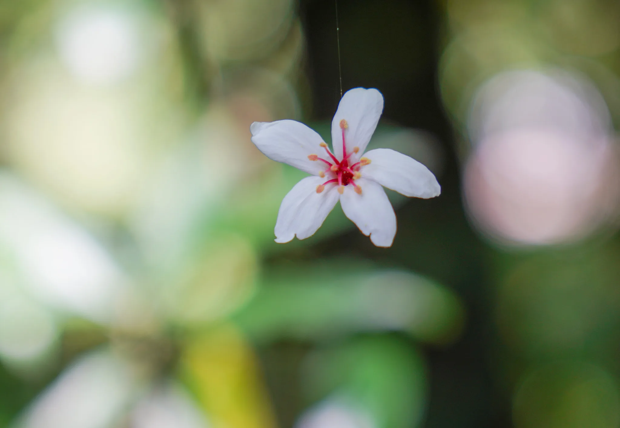瞥見漂浮桐花。范修攝