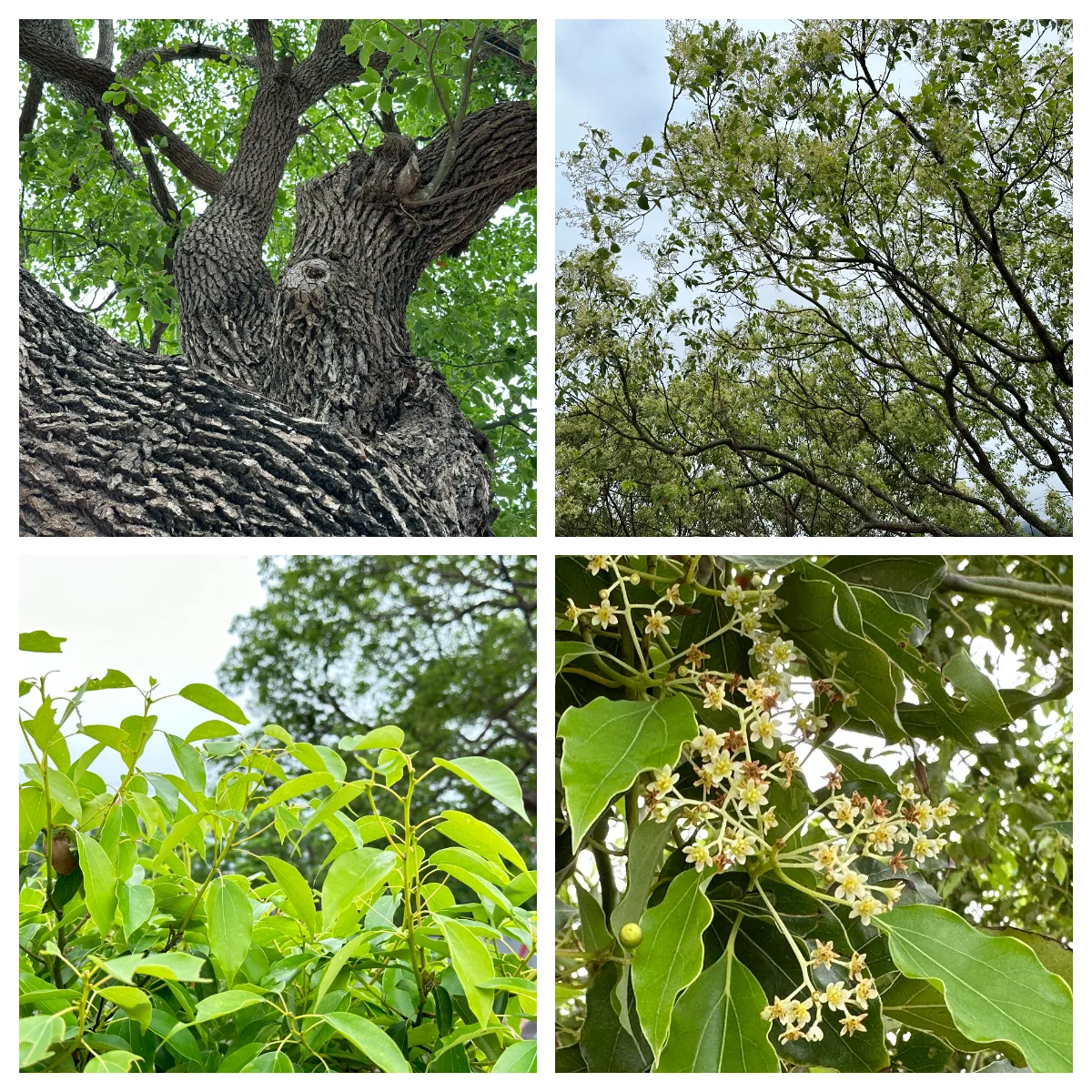 解構樟樹；如刻章的樹幹紋路、初夏新綠薰風和樟樹花開。蕭秀琴提供