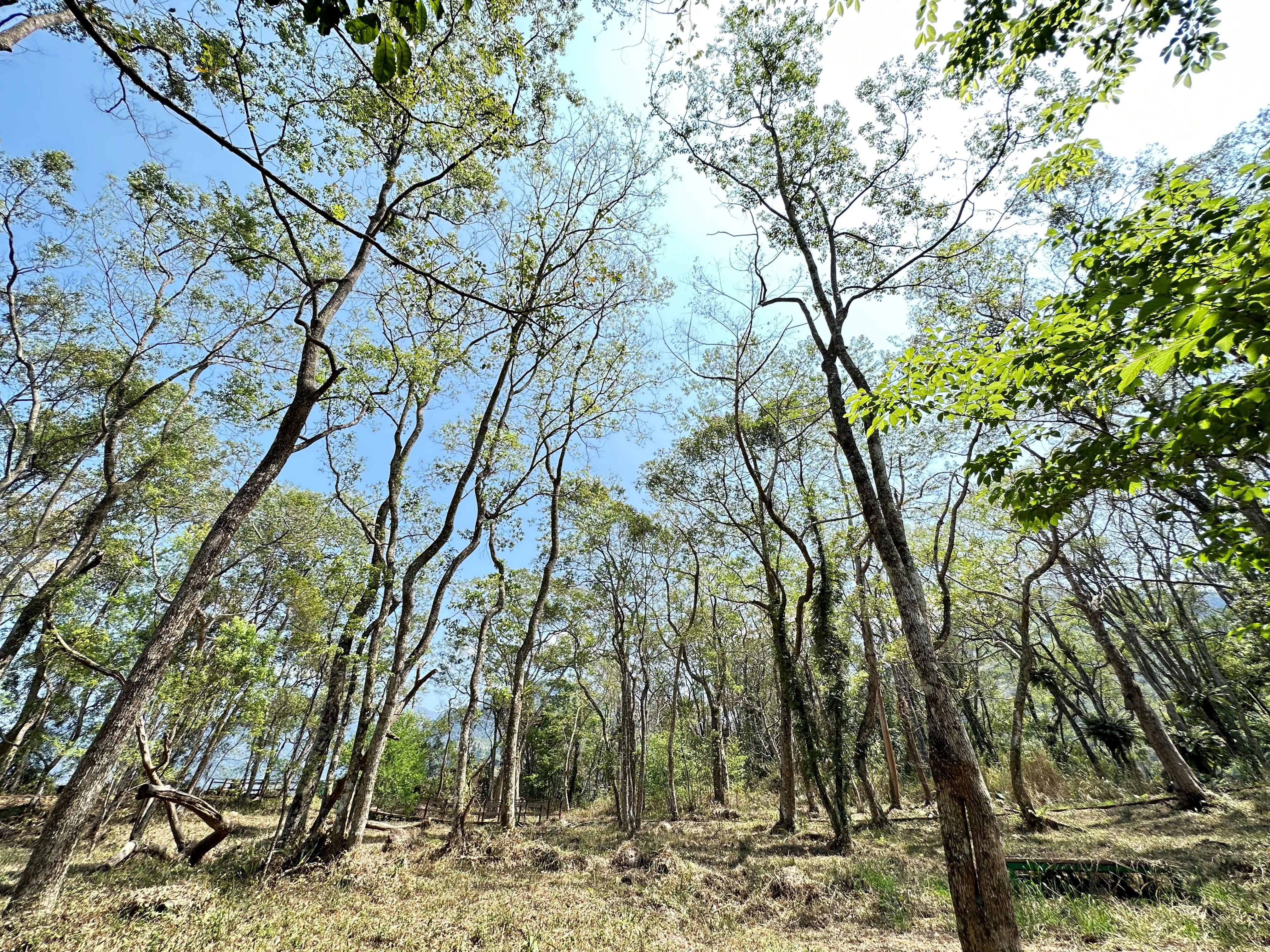 高山上那瑪夏樟樹群。蕭秀琴提供