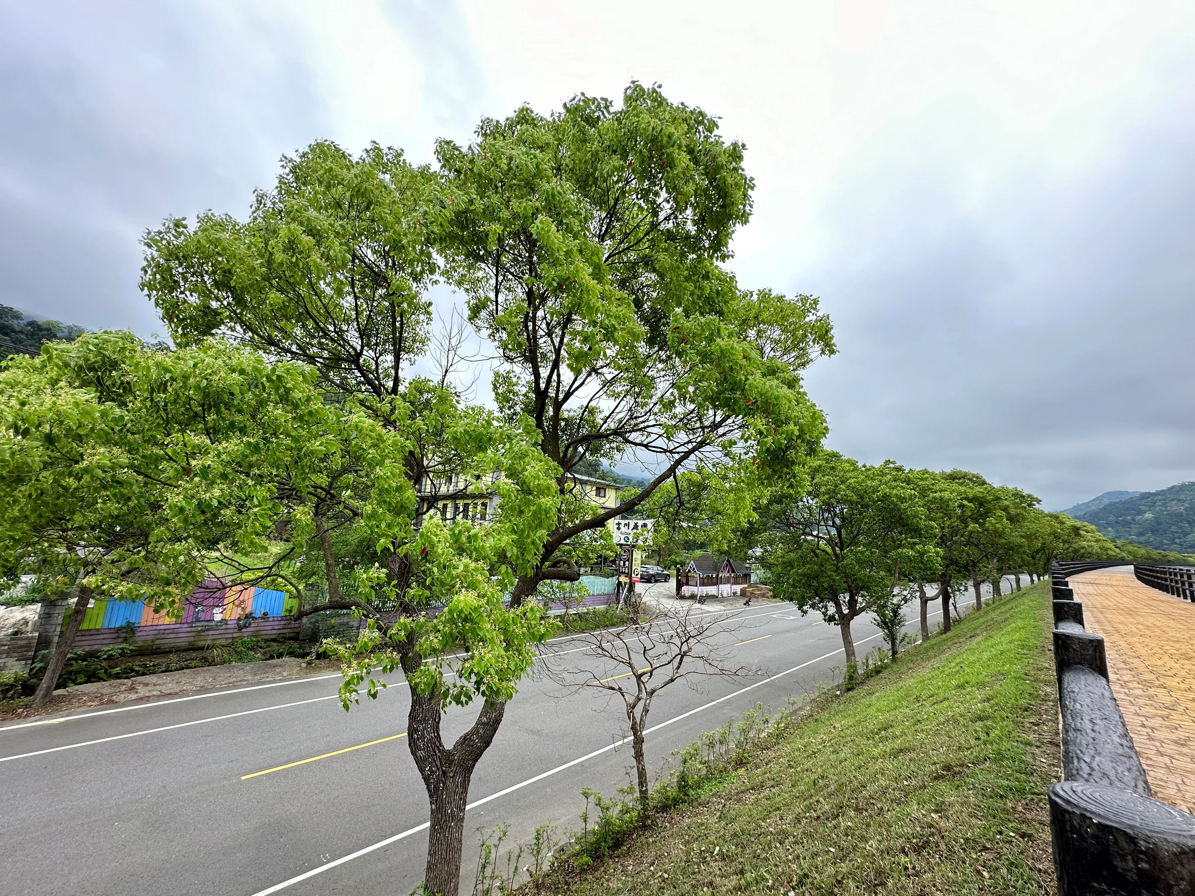 中港溪畔樟樹大道。蕭秀琴提供