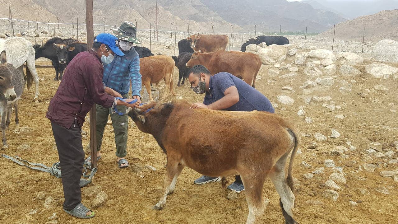 牛隻可接種疫苗預防感染口蹄疫病毒。資料照片，翻攝自Live to Rescue官方《推特》