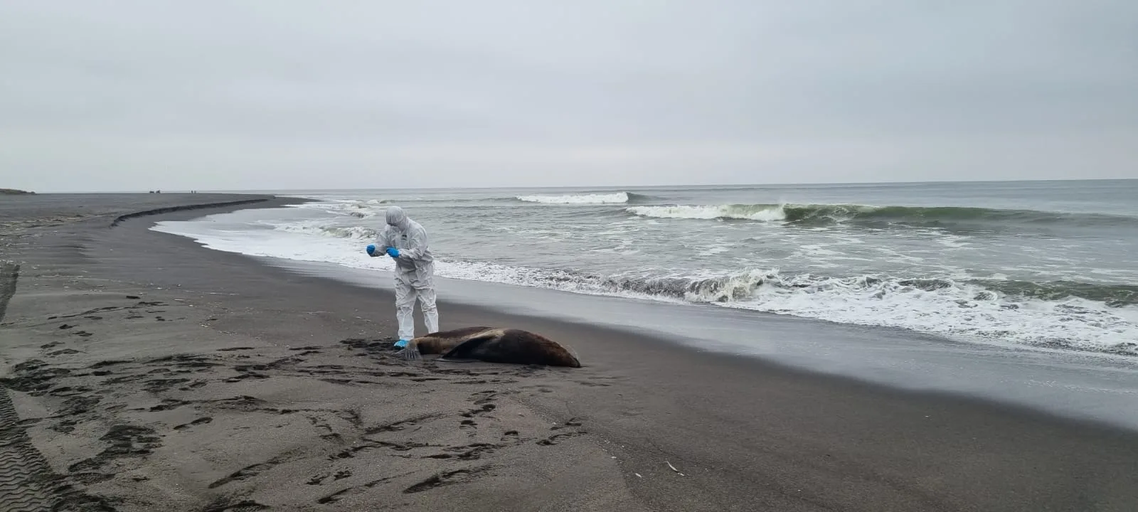 防疫人員在海灘處理疑似感染死亡的動物屍體。翻攝自SERNAPESCA官方《推特》