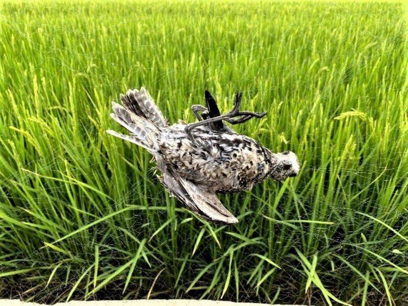 嘉縣府呼籲農漁民勿私架鳥網　免觸法網