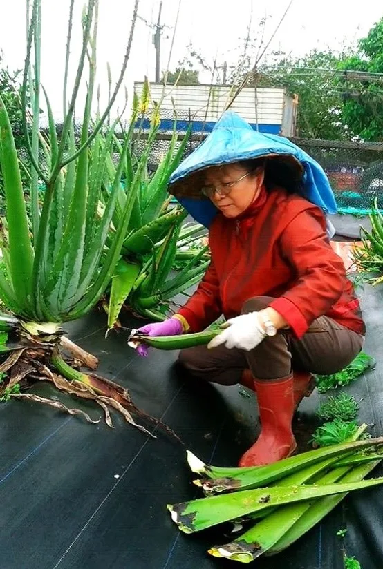 劉大姊摎油蔥種在中壢市山東里个田項。鍾孝昇提供