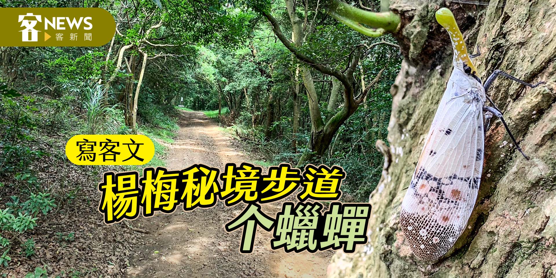 【寫客文】楊梅秘境步道个蠟蟬