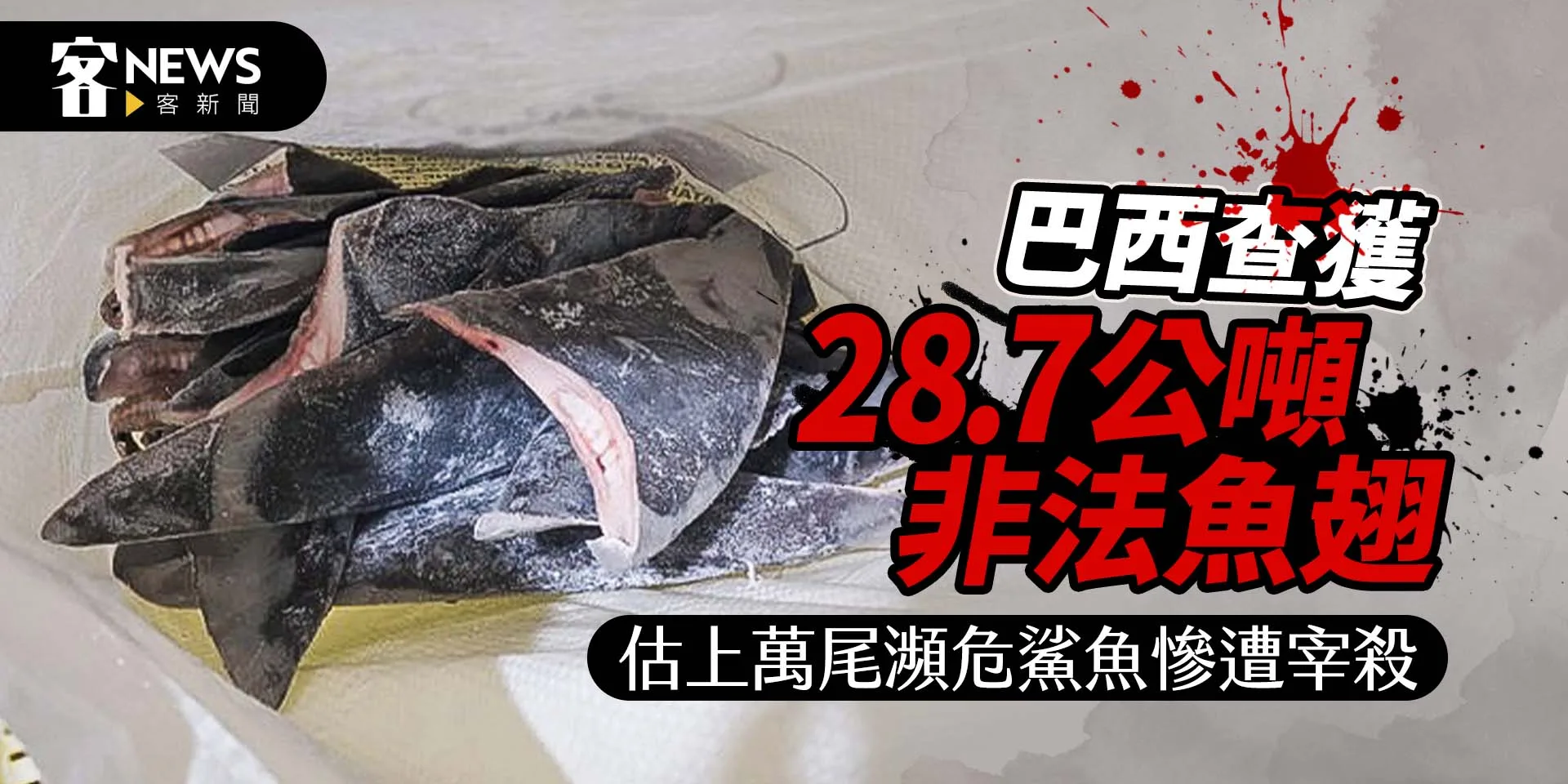 巴西查獲28.7公噸非法魚翅　估上萬尾瀕危鯊魚慘遭宰殺