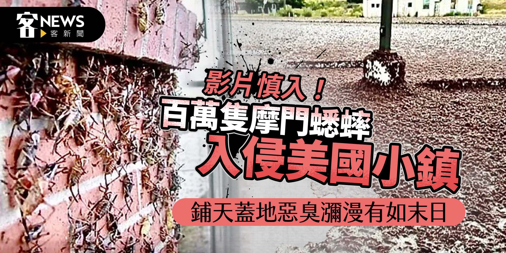 影片慎入！百萬隻摩門蟋蟀入侵美國小鎮　鋪天蓋地惡臭瀰漫有如末日