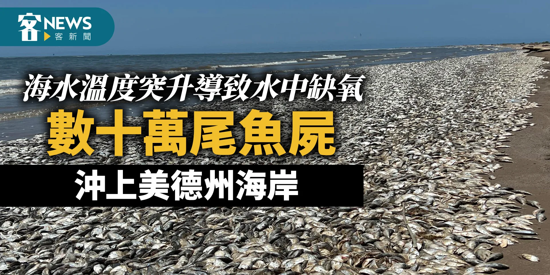 海水溫度突升導致水中缺氧　數十萬尾魚屍沖上美德州海岸