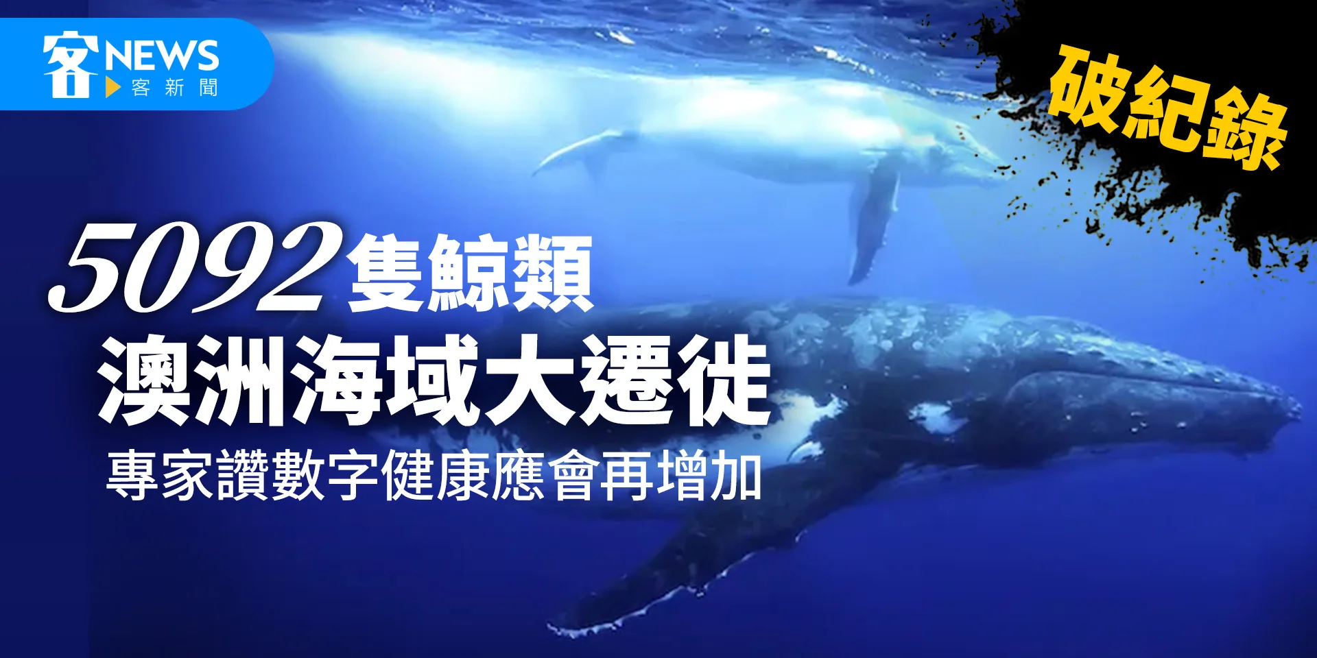 破紀錄5092隻鯨類澳洲海域大遷徙　專家讚數字健康應會再增加