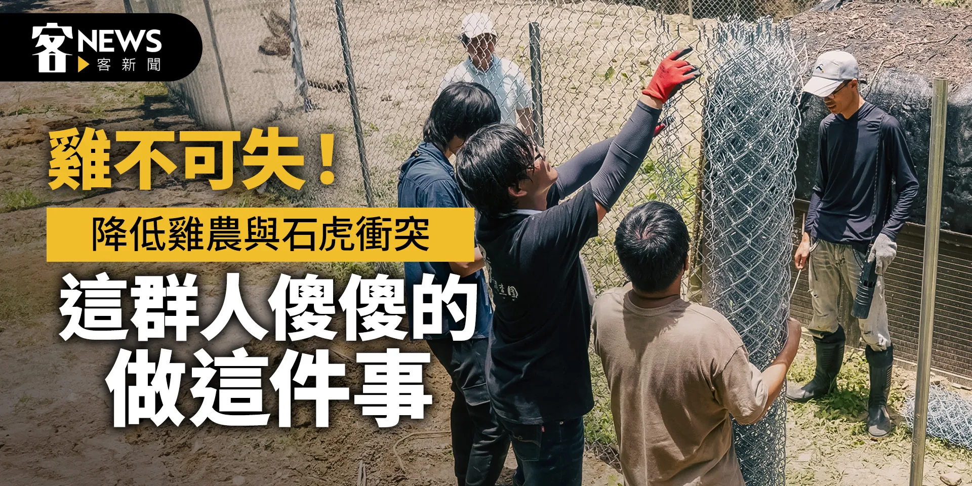 雞不可失！ 降低雞農與石虎衝突　這群人傻傻的做這件事